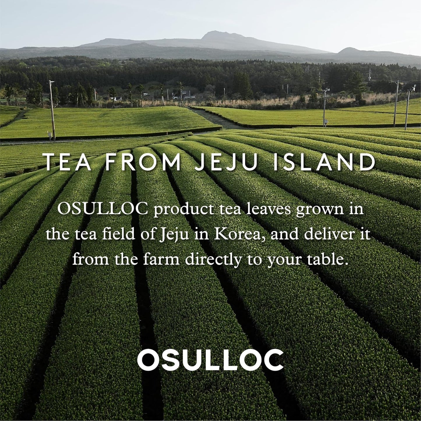 OSULLOC Tangerine Tea (Fresh Jeju Tangerine Flavor), Fruit tea Blend, Premium Teabags from Jeju Island, 20 count