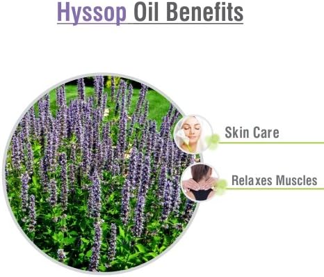 Salvia Hyssop (Hyssopus Officinalis) Oil - 15ml/0.507Fl Oz