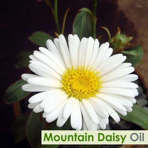 Mountain Daisy (Celmisia Spectabilis) Essential Oil 100% Pure & Natural (3.38 Fl Oz)
