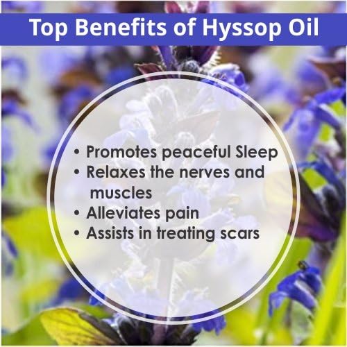 Salvia Hyssop (Hyssopus Officinalis) Oil - 15ml/0.507Fl Oz