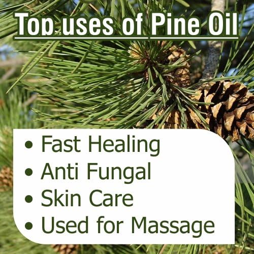 Pine (Pinus Sylvestris) Essential Oil Pure & Natural - Undiluted Uncut Oil - - Therapeutic Grade - 30ml