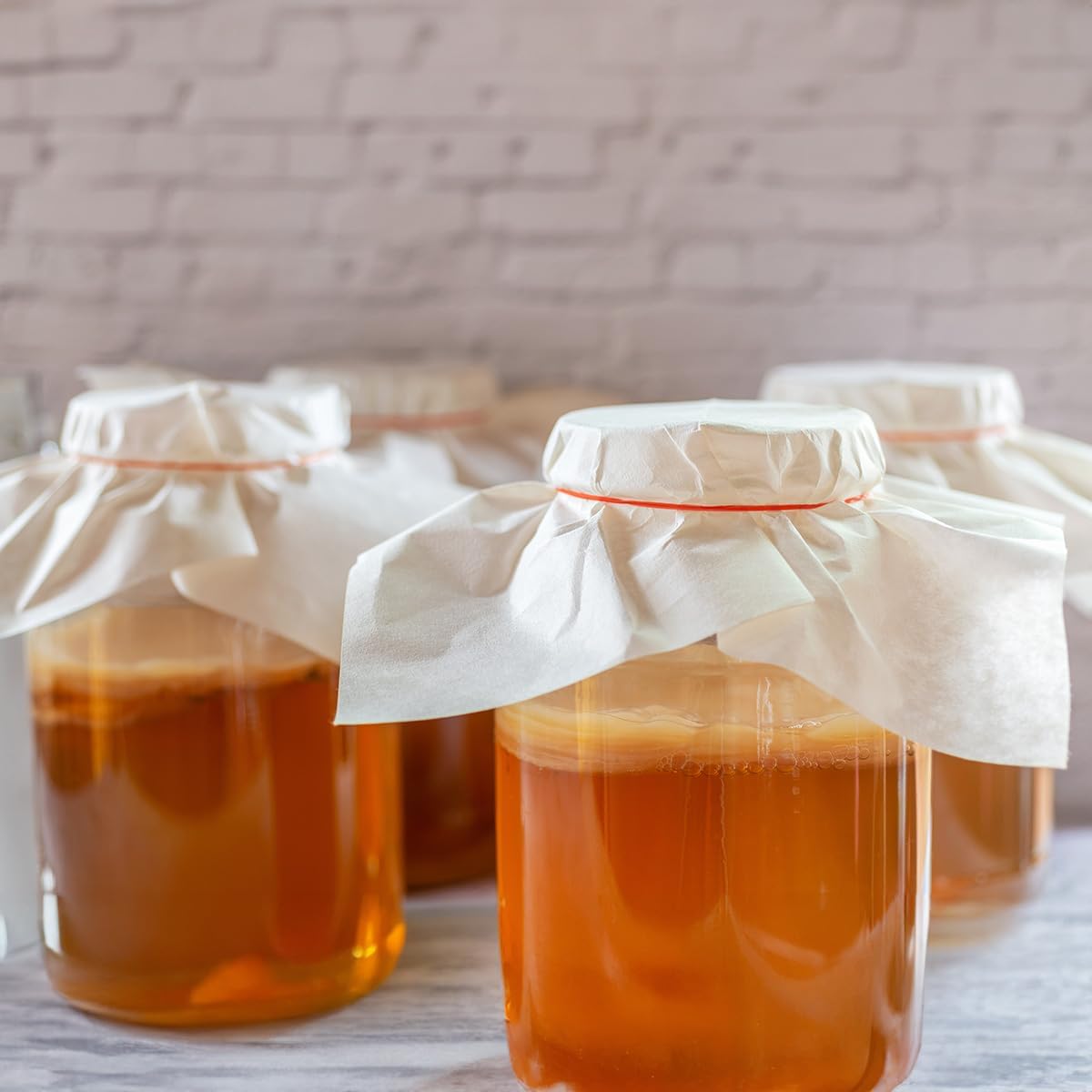 1 X Organic Kombucha Scoby - Live Culture by Scoby Kombucha