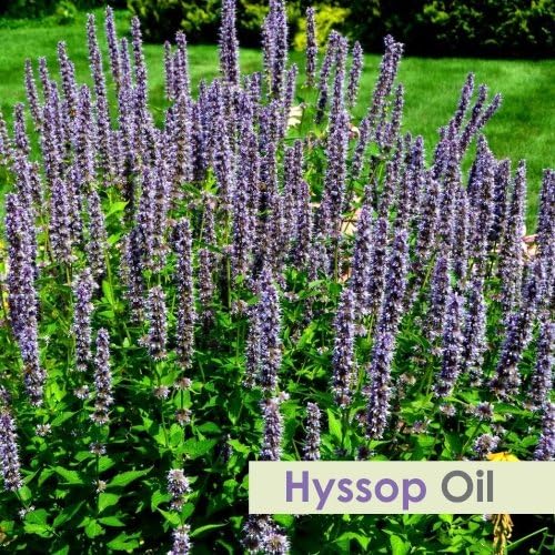 Salvia Hyssop (Hyssopus Officinalis) Oil - 15ml/0.507Fl Oz