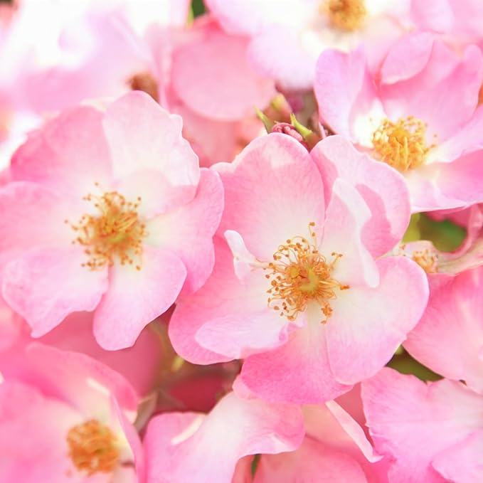 Weleda Wild Rose Smoothing Eye Cream, 0.34 Oz, 0.34 Ounces