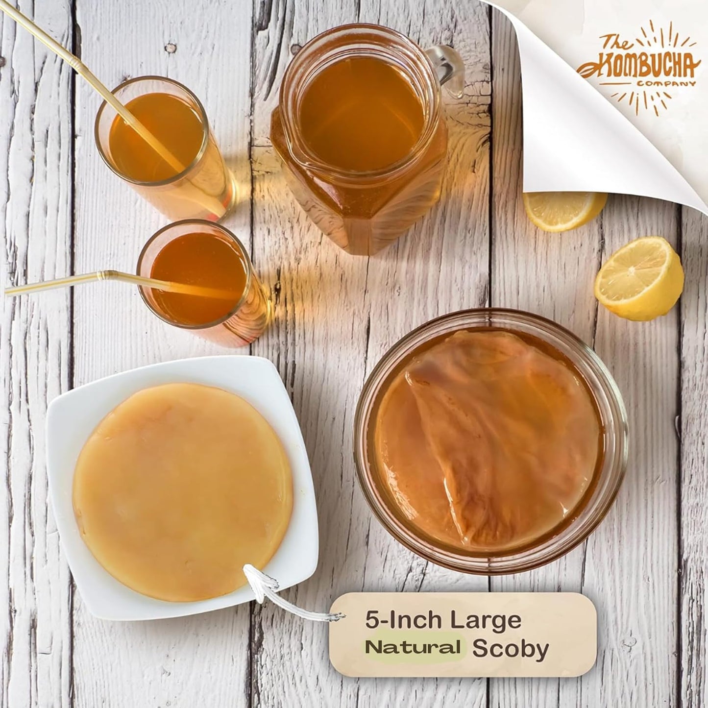 Kombucha SCOBY | Large size | 5-Inch SCOBY Mother for Easy Brewing of Drinks | Includes 4 OZ of Kombucha Starter Tea Liquid | By The Kombucha Company