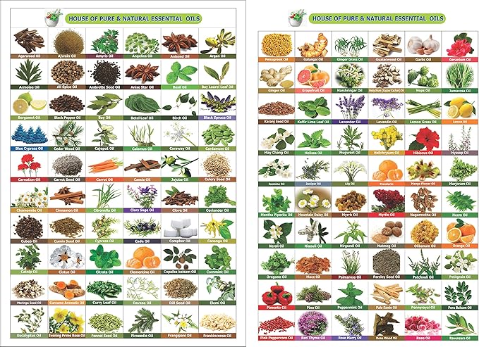 Mountain Daisy (Celmisia Spectabilis) Essential Oil 100% Pure & Natural (3.38 Fl Oz)